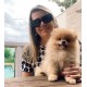 Spitz alemao MACHO LARANJA linhagem importada preço justo canil especializado